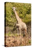 Awesome South Africa Collection - Giraffe II-Philippe Hugonnard-Stretched Canvas