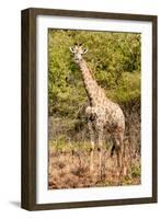 Awesome South Africa Collection - Giraffe II-Philippe Hugonnard-Framed Photographic Print