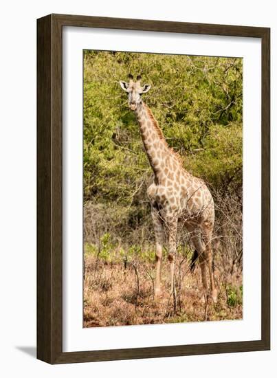 Awesome South Africa Collection - Giraffe II-Philippe Hugonnard-Framed Photographic Print