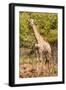 Awesome South Africa Collection - Giraffe II-Philippe Hugonnard-Framed Photographic Print