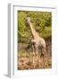 Awesome South Africa Collection - Giraffe II-Philippe Hugonnard-Framed Photographic Print