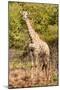 Awesome South Africa Collection - Giraffe II-Philippe Hugonnard-Mounted Photographic Print