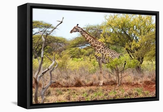 Awesome South Africa Collection - Giraffe III-Philippe Hugonnard-Framed Stretched Canvas