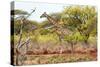 Awesome South Africa Collection - Giraffe III-Philippe Hugonnard-Stretched Canvas