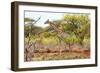 Awesome South Africa Collection - Giraffe III-Philippe Hugonnard-Framed Photographic Print