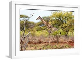 Awesome South Africa Collection - Giraffe III-Philippe Hugonnard-Framed Photographic Print