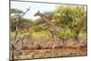 Awesome South Africa Collection - Giraffe III-Philippe Hugonnard-Mounted Photographic Print