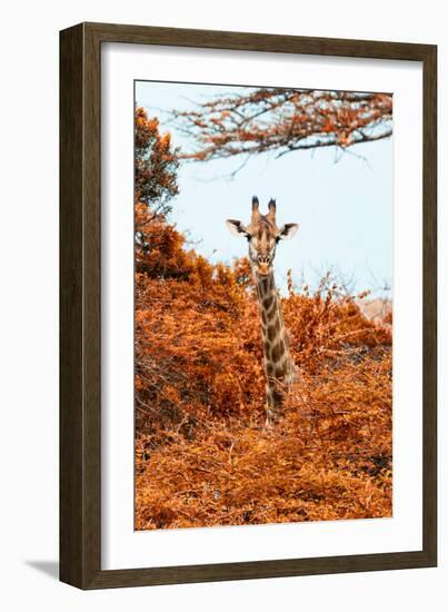 Awesome South Africa Collection - Giraffe in Red Trees II-Philippe Hugonnard-Framed Photographic Print