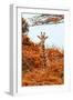 Awesome South Africa Collection - Giraffe in Red Trees II-Philippe Hugonnard-Framed Photographic Print