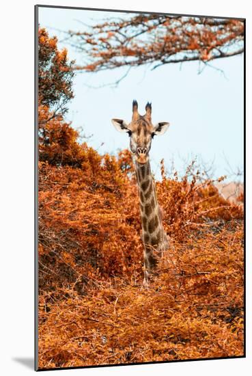 Awesome South Africa Collection - Giraffe in Red Trees II-Philippe Hugonnard-Mounted Photographic Print