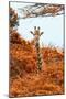 Awesome South Africa Collection - Giraffe in Red Trees II-Philippe Hugonnard-Mounted Photographic Print