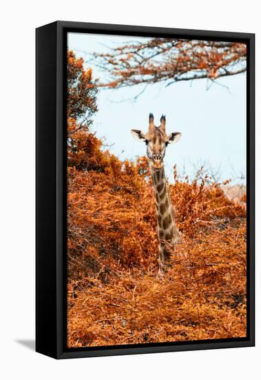 Awesome South Africa Collection - Giraffe in Red Trees II-Philippe Hugonnard-Framed Stretched Canvas