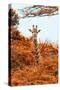 Awesome South Africa Collection - Giraffe in Red Trees II-Philippe Hugonnard-Stretched Canvas