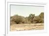 Awesome South Africa Collection - Giraffe in the Savanna II-Philippe Hugonnard-Framed Photographic Print