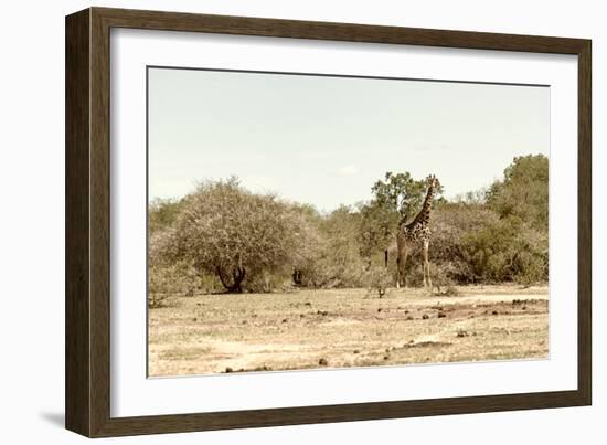 Awesome South Africa Collection - Giraffe in the Savanna II-Philippe Hugonnard-Framed Photographic Print
