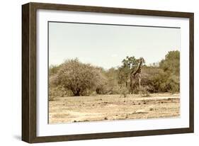 Awesome South Africa Collection - Giraffe in the Savanna II-Philippe Hugonnard-Framed Photographic Print