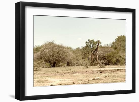 Awesome South Africa Collection - Giraffe in the Savanna II-Philippe Hugonnard-Framed Photographic Print