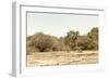 Awesome South Africa Collection - Giraffe in the Savanna II-Philippe Hugonnard-Framed Photographic Print