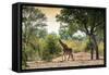 Awesome South Africa Collection - Giraffe in the Savanna-Philippe Hugonnard-Framed Stretched Canvas