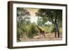 Awesome South Africa Collection - Giraffe in the Savanna-Philippe Hugonnard-Framed Photographic Print
