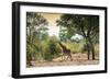 Awesome South Africa Collection - Giraffe in the Savanna-Philippe Hugonnard-Framed Photographic Print