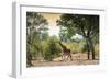 Awesome South Africa Collection - Giraffe in the Savanna-Philippe Hugonnard-Framed Photographic Print