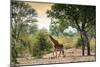 Awesome South Africa Collection - Giraffe in the Savanna-Philippe Hugonnard-Mounted Photographic Print