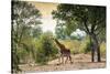 Awesome South Africa Collection - Giraffe in the Savanna-Philippe Hugonnard-Stretched Canvas