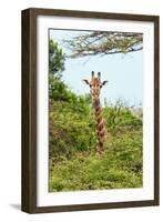 Awesome South Africa Collection - Giraffe in Trees II-Philippe Hugonnard-Framed Photographic Print