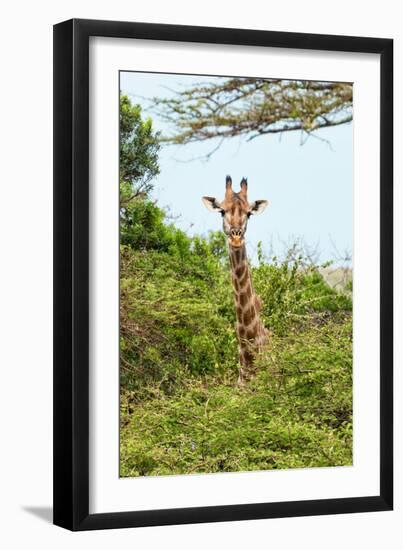 Awesome South Africa Collection - Giraffe in Trees II-Philippe Hugonnard-Framed Photographic Print