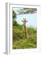 Awesome South Africa Collection - Giraffe in Trees II-Philippe Hugonnard-Framed Photographic Print