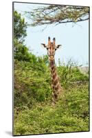 Awesome South Africa Collection - Giraffe in Trees II-Philippe Hugonnard-Mounted Photographic Print