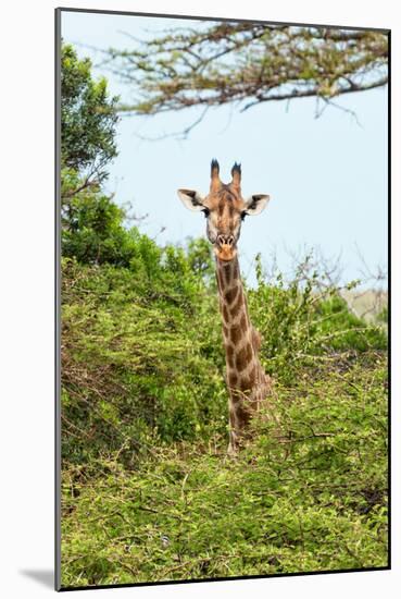 Awesome South Africa Collection - Giraffe in Trees II-Philippe Hugonnard-Mounted Photographic Print