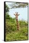 Awesome South Africa Collection - Giraffe in Trees II-Philippe Hugonnard-Framed Stretched Canvas