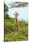 Awesome South Africa Collection - Giraffe in Trees II-Philippe Hugonnard-Stretched Canvas