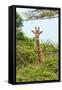 Awesome South Africa Collection - Giraffe in Trees II-Philippe Hugonnard-Framed Stretched Canvas