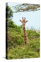 Awesome South Africa Collection - Giraffe in Trees II-Philippe Hugonnard-Stretched Canvas