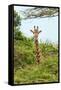 Awesome South Africa Collection - Giraffe in Trees II-Philippe Hugonnard-Framed Stretched Canvas