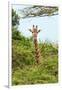 Awesome South Africa Collection - Giraffe in Trees II-Philippe Hugonnard-Framed Photographic Print