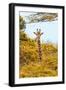Awesome South Africa Collection - Giraffe in Yellow Trees II-Philippe Hugonnard-Framed Photographic Print