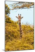 Awesome South Africa Collection - Giraffe in Yellow Trees II-Philippe Hugonnard-Mounted Photographic Print