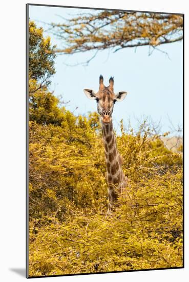 Awesome South Africa Collection - Giraffe in Yellow Trees II-Philippe Hugonnard-Mounted Photographic Print