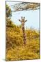 Awesome South Africa Collection - Giraffe in Yellow Trees II-Philippe Hugonnard-Mounted Photographic Print