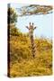 Awesome South Africa Collection - Giraffe in Yellow Trees II-Philippe Hugonnard-Stretched Canvas