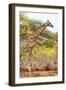 Awesome South Africa Collection - Giraffe IV-Philippe Hugonnard-Framed Photographic Print