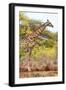 Awesome South Africa Collection - Giraffe IV-Philippe Hugonnard-Framed Photographic Print