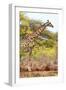 Awesome South Africa Collection - Giraffe IV-Philippe Hugonnard-Framed Photographic Print