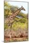 Awesome South Africa Collection - Giraffe IV-Philippe Hugonnard-Mounted Photographic Print