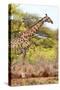 Awesome South Africa Collection - Giraffe IV-Philippe Hugonnard-Stretched Canvas