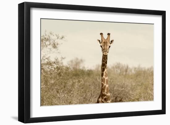 Awesome South Africa Collection - Giraffe Portrait II-Philippe Hugonnard-Framed Photographic Print